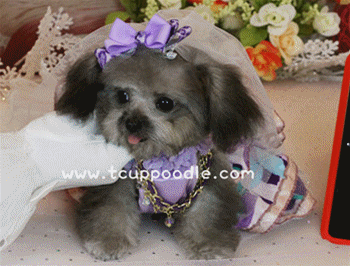 silver teacup poodle