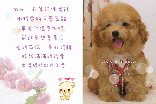 Teacup Poodle Toy Poodles Tiny Toys Teacups Poodle Puppies For Sale Teacup Poodle Toy Poodles Tiny Toys Teacups Poodle Puppies For Sale