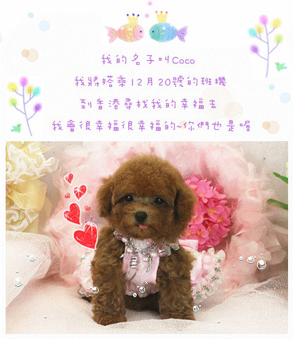 Teacup Poodle Toy Poodles Tiny Toys Teacups Poodle Puppies For Sale Teacup Poodle Toy Poodles Tiny Toys Teacups Poodle Puppies For Sale