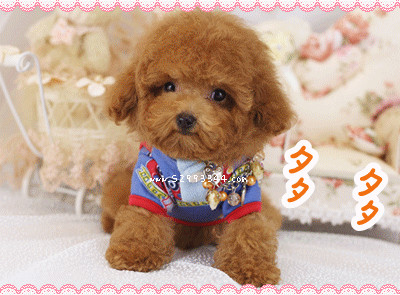 teacup teddy bear dog for sale