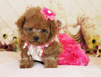 Pocket Teacup poodle