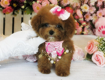 Super Tiny Teacup Poodle