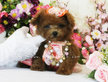 Pocket Teacup - Super Tiny Teacup Poodle