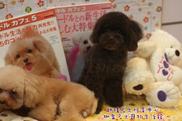 red miniature poodle soft toy