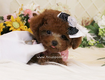 Super Tiny Teacup -Pocket Poodle