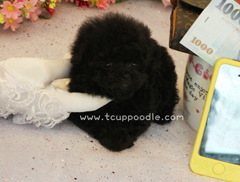 Pocket teacup Poodle