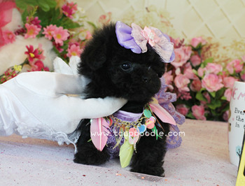 Teacup Poodle