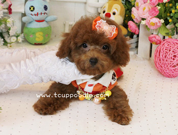Big Teacup -Teacup Toy Poodle