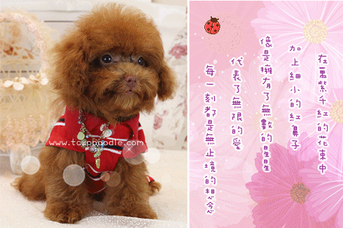 red tiny toy poodles for sale