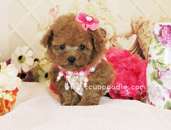 Pocket Teacup poodle