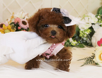 Super Tiny Teacup -Pocket Poodle