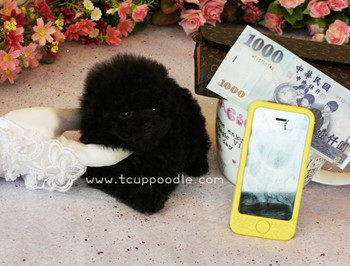 Pocket teacup Poodle