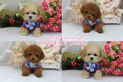 toy poodle breeder