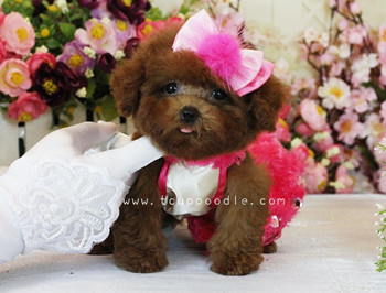 Pocket Teacup poodle