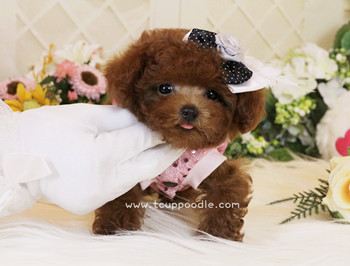 Super Tiny Teacup - Pocket Poodle