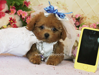 teacup poodle