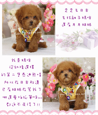 japanese poodle puppy