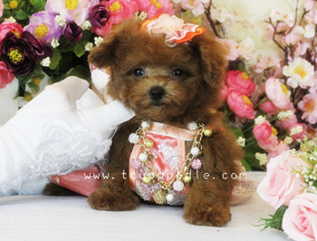 Pocket Teacup - Super Tiny Teacup Poodle