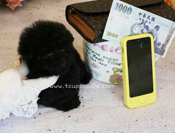 Pocket teacup Poodle