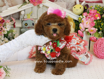toy poodle