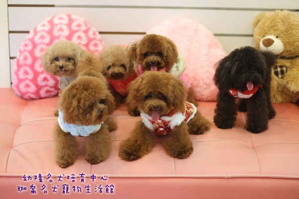 full grown teacup poodles