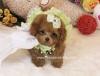Pocket Teacup - Super Tiny Teacup Poodle