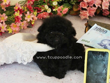 Pocket teacup Poodle