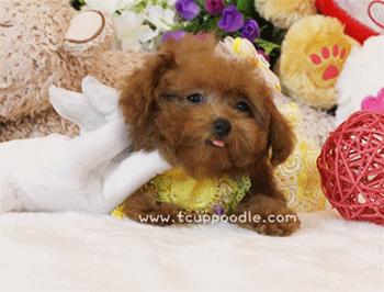 Super Tiny Teacup Poodle - Small Teacup poodle