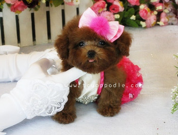 Pocket Teacup poodle