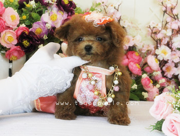 Pocket Teacup - Super Tiny Teacup Poodle