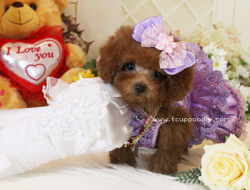 Super Tiny Teacup -Pocket Poodle