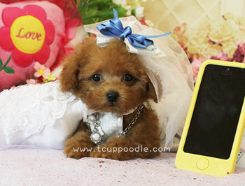 teacup poodle