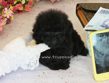 Pocket teacup Poodle