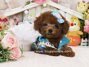 Big Teacup Poodle - Teacup Toy Poodle