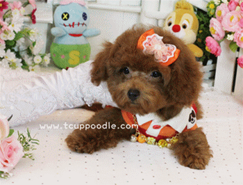 Big Teacup -Teacup Toy Poodle