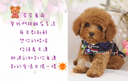 Teacup Poodle Toy Poodles Tiny Toys Teacups Poodle Puppies For Sale Teacup Poodle Toy Poodles Tiny Toys Teacups Poodle Puppies For Sale