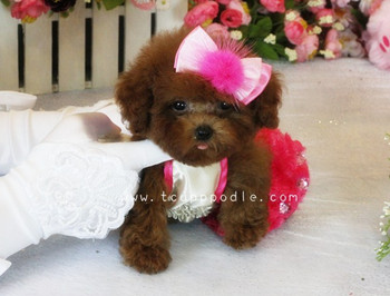 Pocket Teacup poodle