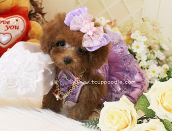 Super Tiny Teacup -Pocket Poodle