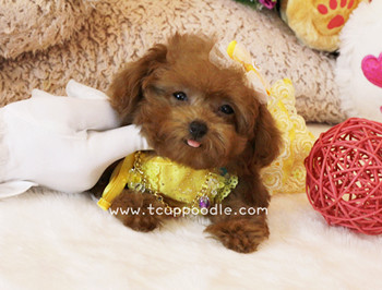 Super Tiny Teacup Poodle - Small Teacup poodle