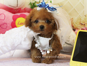 teacup poodle