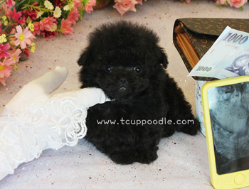 Pocket Teacup Poodle