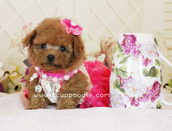 Pocket Teacup poodle