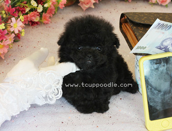 Pocket Teacup Poodle