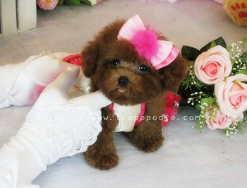 Pocket Teacup poodle