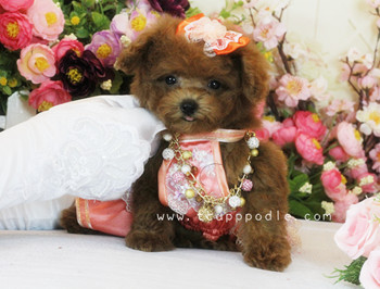 Pocket Teacup - Super Tiny Teacup Poodle