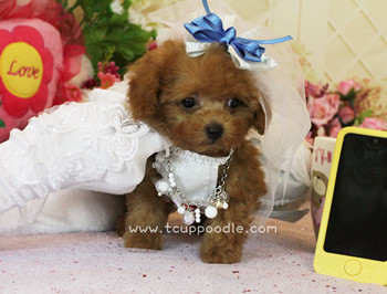 teacup poodle