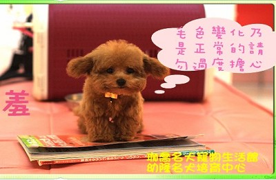 red miniature poodle soft toy