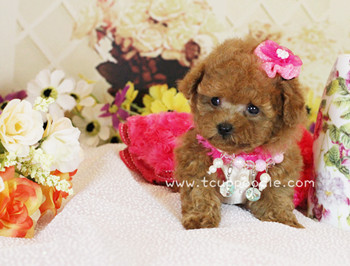 Pocket Teacup poodle