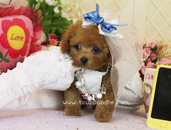 teacup poodle