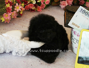 Pocket Teacup Poodle